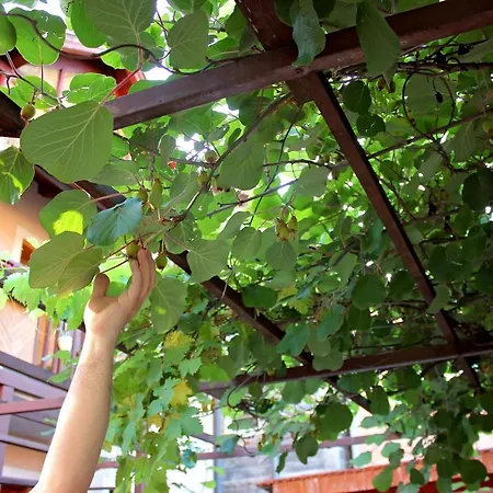 Sarajevo Home サラエヴォ